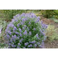 Caryopteris clandonensis ´Blue Balloon´® / Ořechoplodec clandonský, 40-50 cm, C5