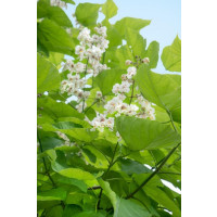Catalpa bignonioides  / Katalpa trubačovitá, 40 cm, C2