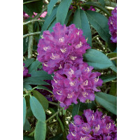 Rhododendron hybr. ´Catawbiense Purple´ / Pěnišník růžovofialový, 30-40 cm, C1,5