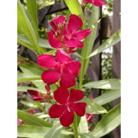 Nerium oleander ´Red´ / Oleandr obecný červený, 20 cm, K9