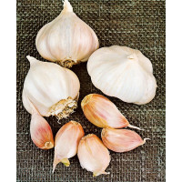 Allium sativum ´LUKAN´ / Sadbový česnek, bal. 3 hlaviček