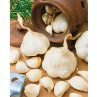 Allium sativum ´Flavor´ / Sadbový česnek jarní, bal. 3 hlavič.