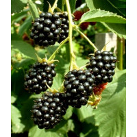 Rubus fruticosus ´Čačanska Beztrna´ / Ostružiník beztrný, 40-60 cm, K11