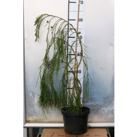 Chamaecyparis laws. ´Imbricata Pendula´/ Cypřišek Lawsonův, převislý, 40-60 cm, C2