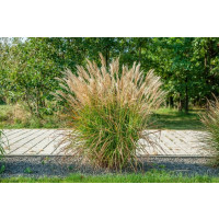 Miscanthus sinensis ´China´ / Ozdobnice čínská , C1