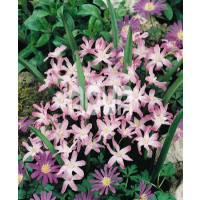 Chionodoxa ´Pink Giant´ / Ladonička růžová, bal. 15 ks, 5/6