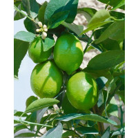 Citrus aurantifolia / Mexická limetka / Kyselý lajm, 20 cm, K9
