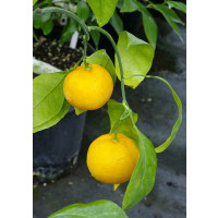 Citrus unshiu ´Skorospělyj / Mandarinka, 25-40 cm, C2