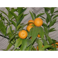 Citrus reticulata ´Honey´ / Mandarinkovník roubovaný, 30 cm, C2