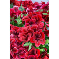 Pelargonium grandiflorum Clarion®Bright Red´  / Muškát velkokvětý, bal. 6 ks sadbovačů