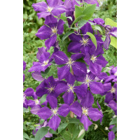 Clematis ´Jackmanii´ / Plamének Jackmanův, 20-30 cm, C1,5
