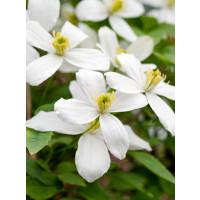 Clematis montana ´Grandiflora´ / Plamének, 80 cm vyv., C2