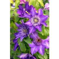 Clematis ´Multi Blue´ / Plamének, C2