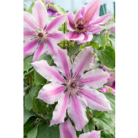 Clematis ´Nelly Moser´ / Plamének růžový, mladá r., K9