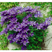 Clematis ´The President´ / Plamének fialový, mladá r., K9