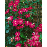 Clematis ´Ernest Markham´ / Plamének růžově červený, 80 cm vyv., C2