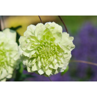 Clematis ´Manju®´/ Plamének plnokvětý, mladá r., K9