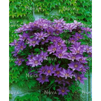 Clematis ´The President´ / Plamének, 50-60 cm, C2