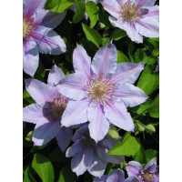 Clematis ´Baron Viellard´ / Plamének světle modrý, C1,5