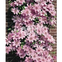 Clematis ´Nelly Moser´ / Plamének růžový, 40 cm vyv., C2