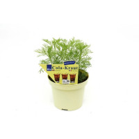BIO Artemisia abrotanum var. Maritima / Cola bylinka, K12