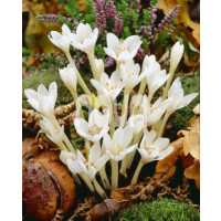 Colchicum ´Autumnale Album´ / Ocún bílý, 13/+