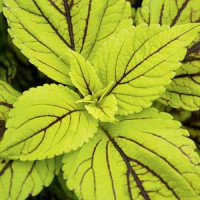 Coleus Caipirinha / Koleus / Okrasná kopřiva, bal. 6 ks sadbovačů