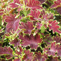 Coleus Copinto® ´Cuba Libre´ / Koleus / Okrasná kopřiva, bal. 3 ks, 3x K7