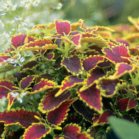 Coleus Copinto® ´Daiquiri´ / Koleus / Okrasná kopřiva, bal. 6 ks, 6xK7