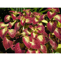 Coleus Dipt in Wine  / Koleus / Okrasná kopřiva, bal. 6 ks sadbovačů