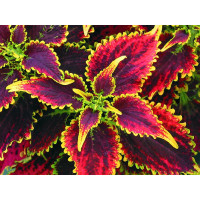 Coleus Skyfire  / Koleus / Okrasná kopřiva, bal. 6 ks sadbovačů