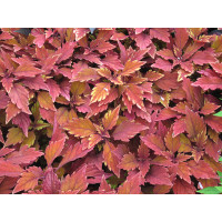 Coleus Copinto® Long Island Ice Tea  / Koleus / Okrasná kopřiva, K7
