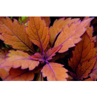 Coleus Spitfire  / Koleus / Okrasná kopřiva, K7