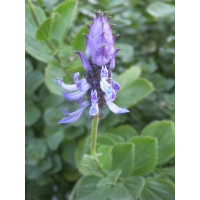 Coleus canina hybr. ´Verpiss Dich Grun´ / Koleus ´Kočka pryč´, K7