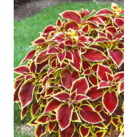 Coleus ´Wizard Scarlet / Koleus / Okrasná kopřiva, bal. 3 ks, 3x K7