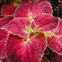 Coleus Copinto ´Bloody Mary´   / Koleus / Okrasná kopřiva, bal. 3 ks, 3x K7