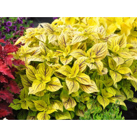 Coleus Nevada / Koleus / Okrasná kopřiva, bal. 3 ks, 3x K7