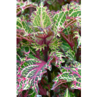 Coleus x blumei CockTail ´Peter ´s Wonder´ / Koleus / Okrasná kopřiva, K7