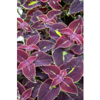Coleus ´Copa Saturan´/ Koleus / Okrasná kopřiva, bal. 6 ks, 6x K7
