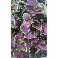 Coleus ´Solento Mint´/ Koleus / Okrasná kopřiva, K7