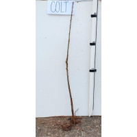 podnož Colt, 4-8 mm 