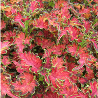 Coleus x blumei ´Copinto® Planters Punch´ / Koleus / Okrasná kopřiva, K7