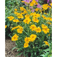 Coreopsis lanceolata ´Sterntaler´ / Krásnoočko kopinaté, K9