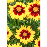 Coreopsis grandiflora ´Solena® Red & Gold/ Krásnoočko velkokvěté , K9
