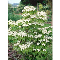 Cornus kousa  / Svída japonská / Dřín, 30-40 cm, C3