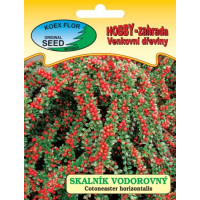Cotoneaster horizontalis  / Skalnik vodorovný, bal. 30 s.