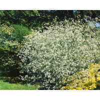 Crambe cordifolia / Katrán srdčitý, C1