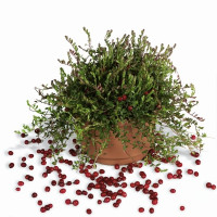 Vaccinium macrocarpon ´Cranberry´ BIO / Klikva, K12