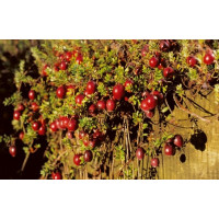 Vaccinium macrocarpon ´McFarlan´ / Klikva, K11
