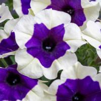 Petunia WFL® Crazytunia® ´Inkblot´ / Petunie, K7